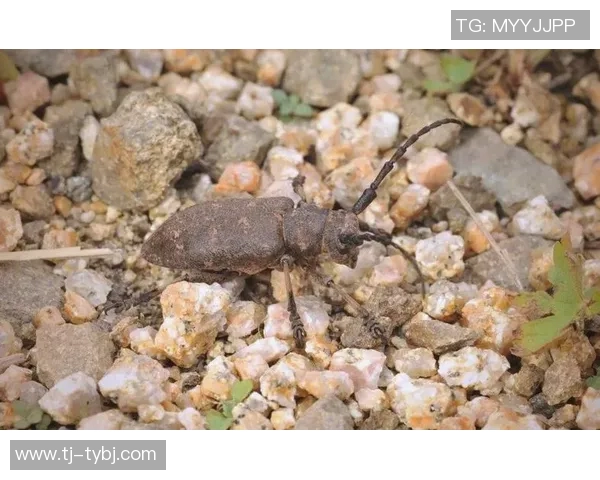 探索天牛红五3D图库的魅力与应用,揭示其在艺术创作中的无限可能性